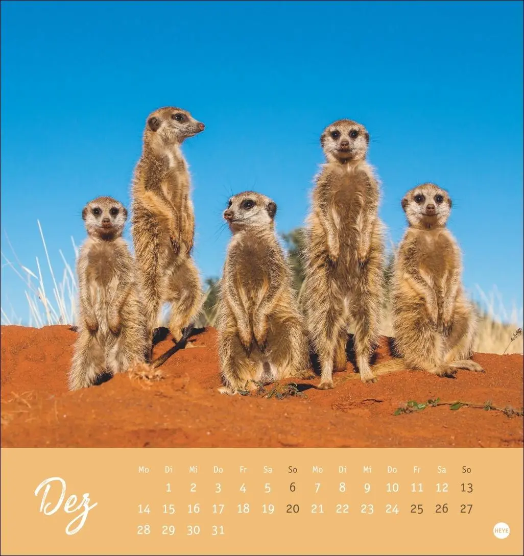 Bild: 9783756410965 | Erdmännchen Postkartenkalender 2026 | Heye | Kalender | Spiralbindung