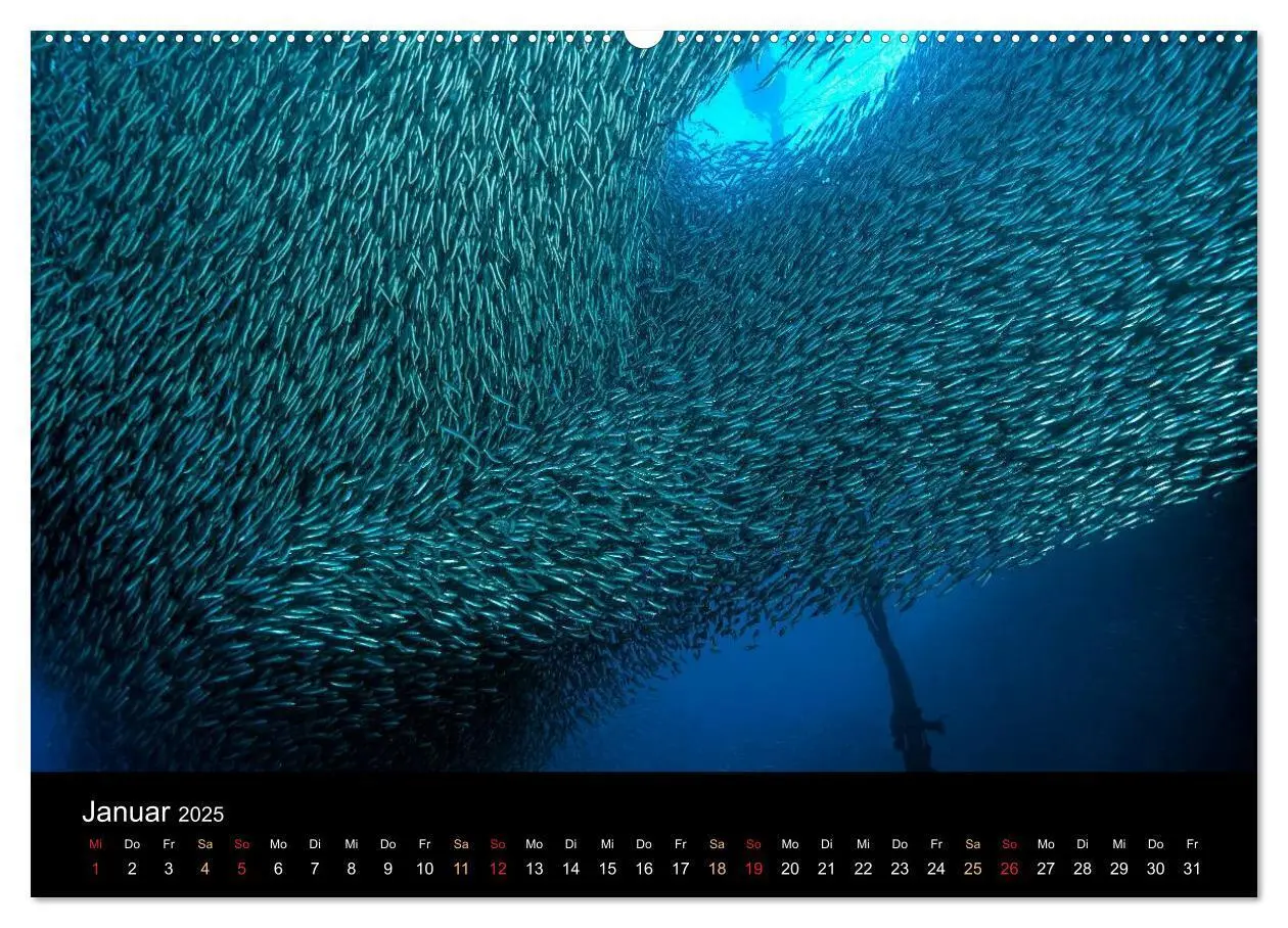 Bild: 9783435611065 | Fischschwärme (Wandkalender 2025 DIN A2 quer), CALVENDO Monatskalender