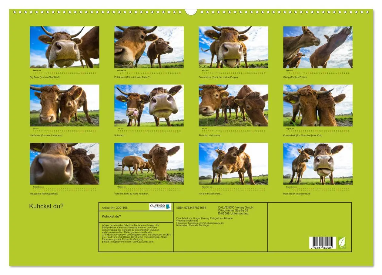 Bild: 9783457871065 | Kuhckst du? (Wandkalender 2026 DIN A2 quer), CALVENDO Monatskalender