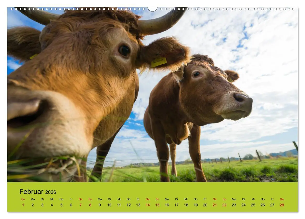 Bild: 9783457871065 | Kuhckst du? (Wandkalender 2026 DIN A2 quer), CALVENDO Monatskalender