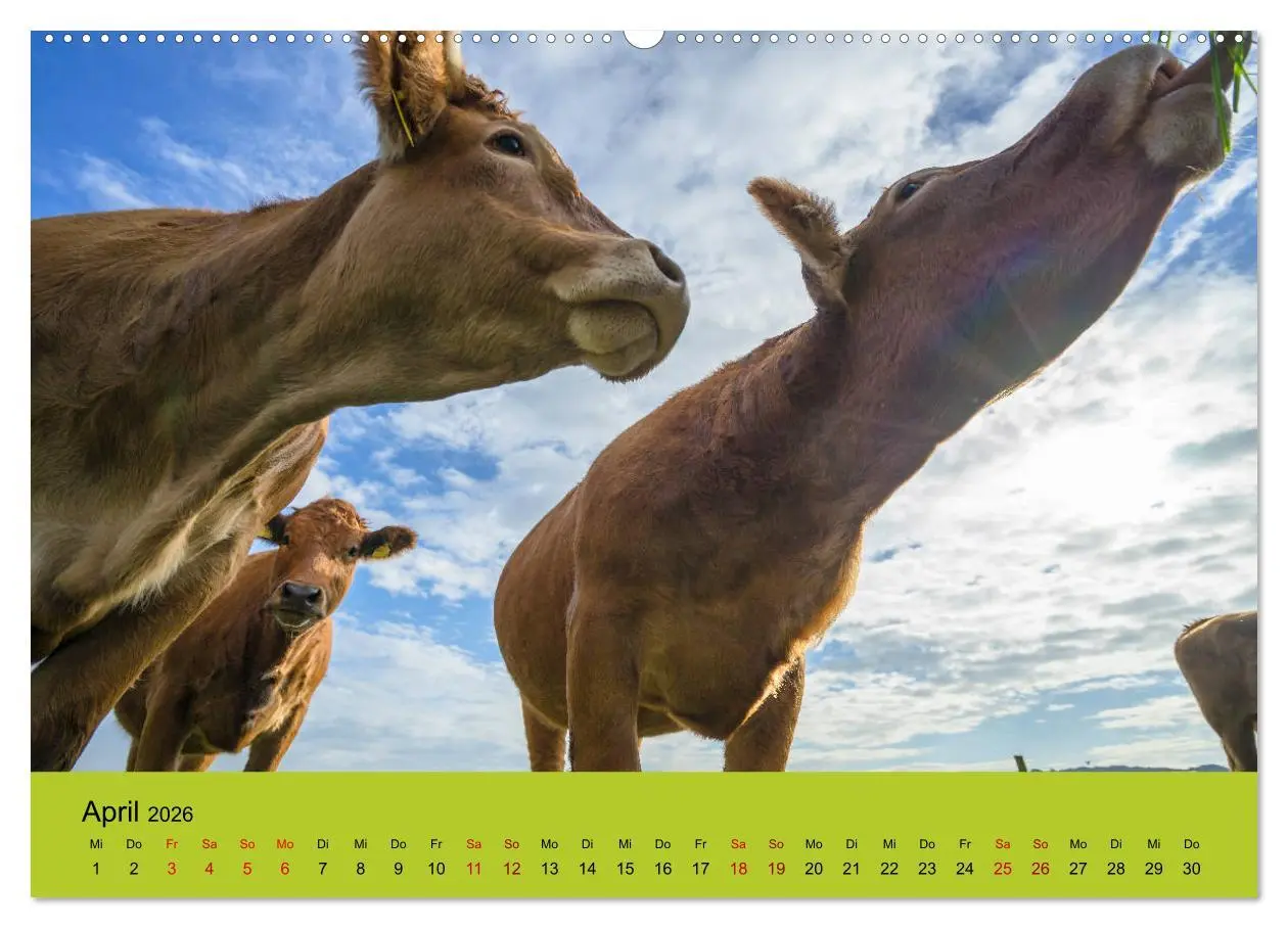 Bild: 9783457871065 | Kuhckst du? (Wandkalender 2026 DIN A2 quer), CALVENDO Monatskalender