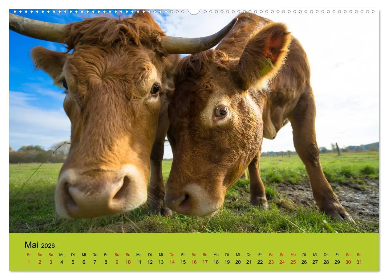 Bild: 9783457871065 | Kuhckst du? (Wandkalender 2026 DIN A2 quer), CALVENDO Monatskalender