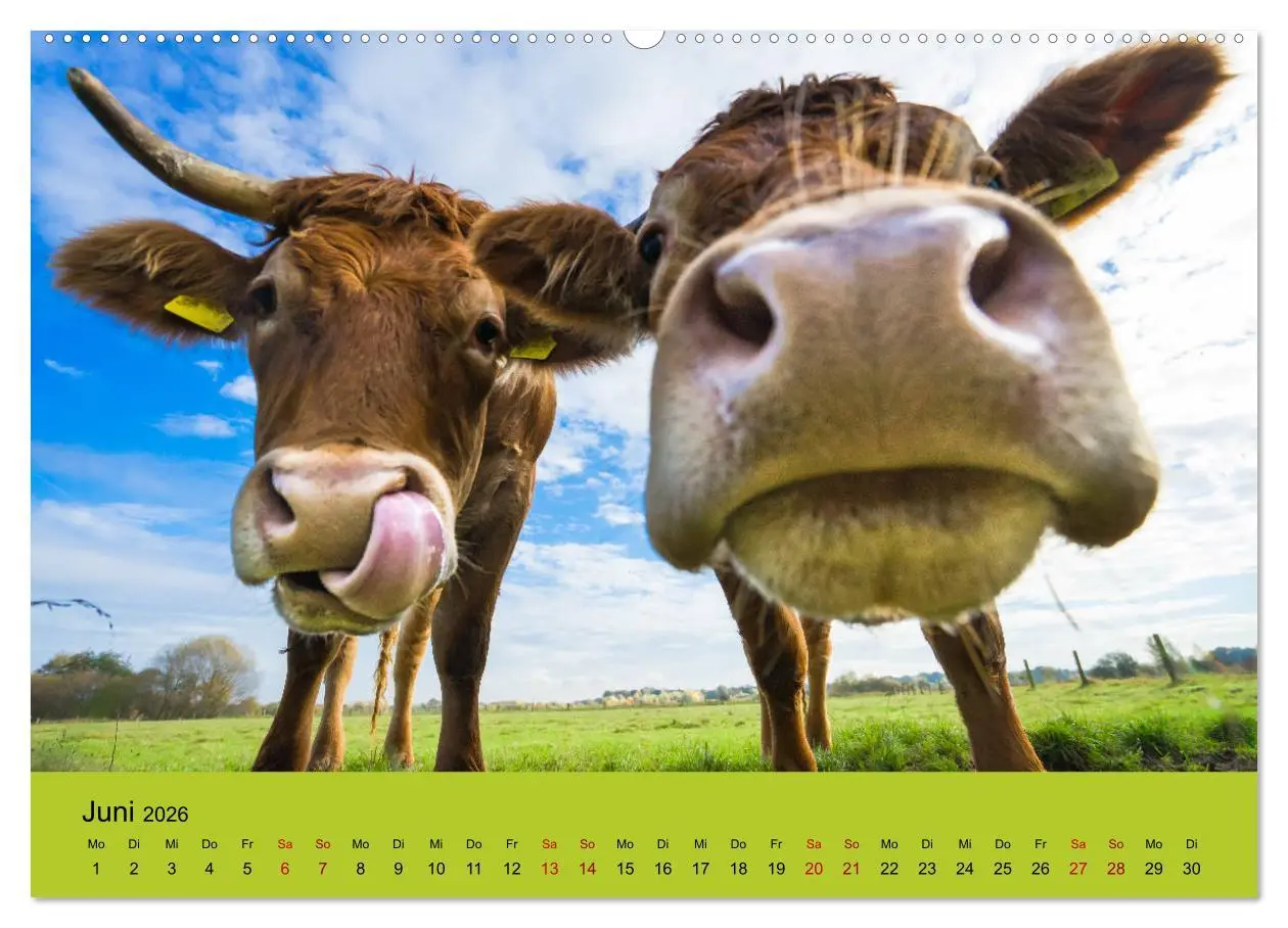 Bild: 9783457871065 | Kuhckst du? (Wandkalender 2026 DIN A2 quer), CALVENDO Monatskalender