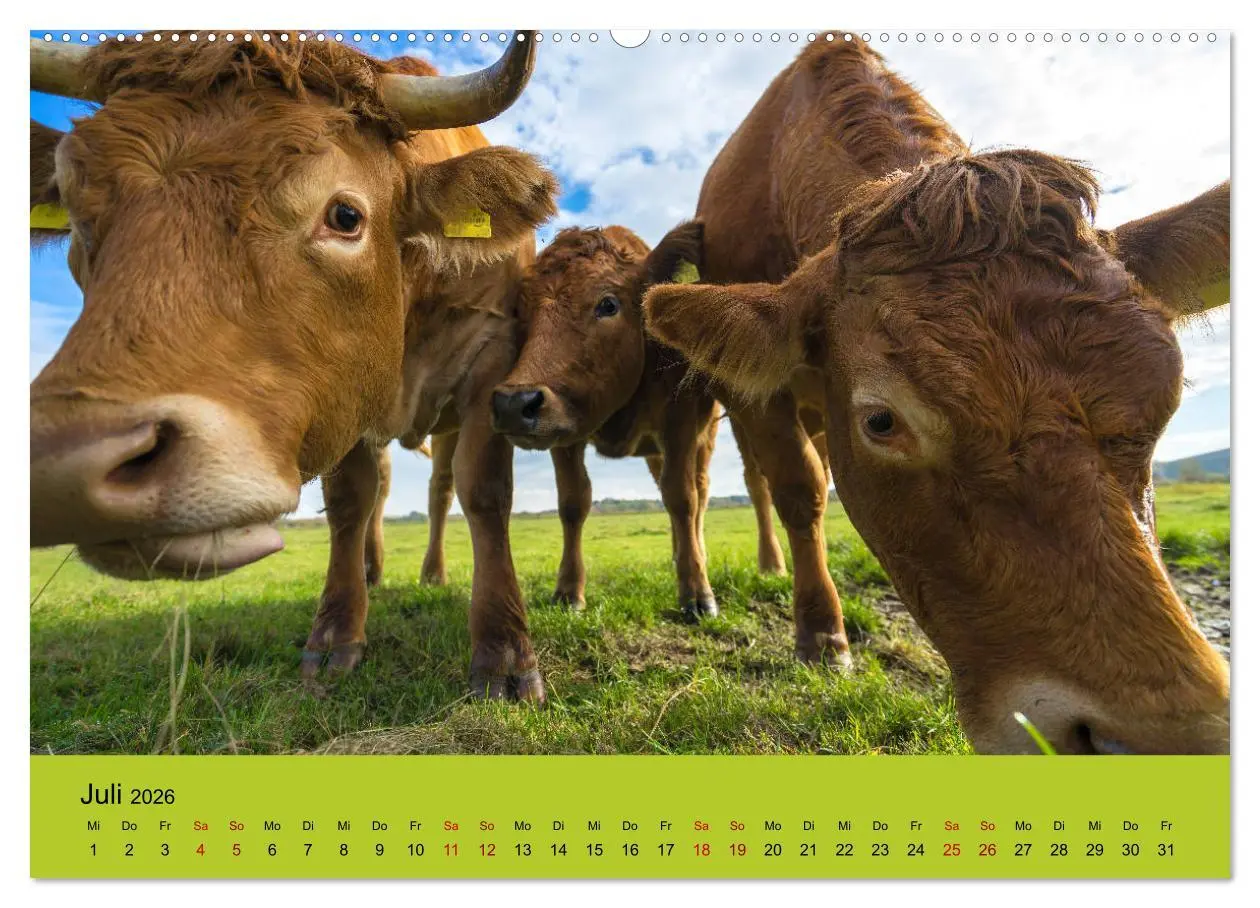 Bild: 9783457871065 | Kuhckst du? (Wandkalender 2026 DIN A2 quer), CALVENDO Monatskalender
