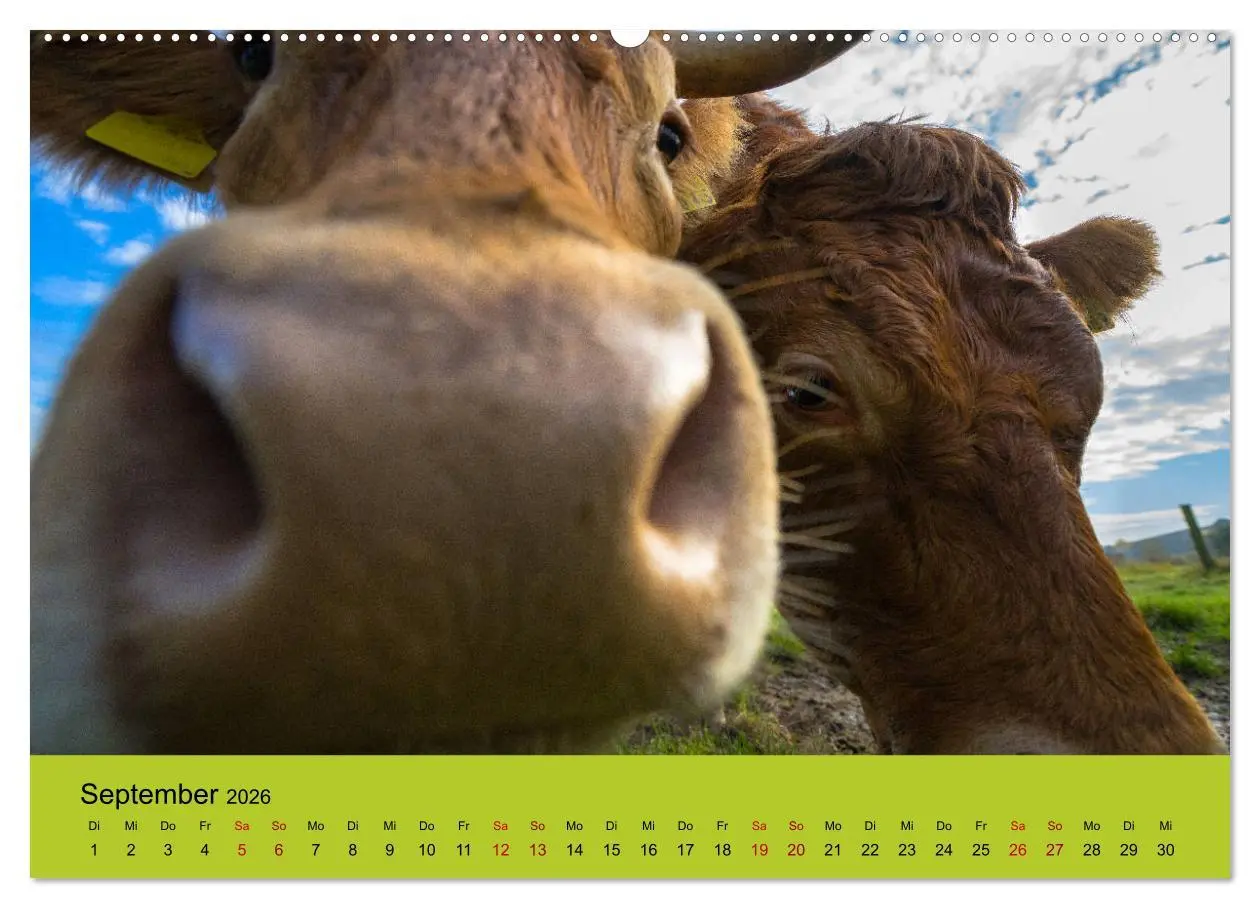 Bild: 9783457871065 | Kuhckst du? (Wandkalender 2026 DIN A2 quer), CALVENDO Monatskalender