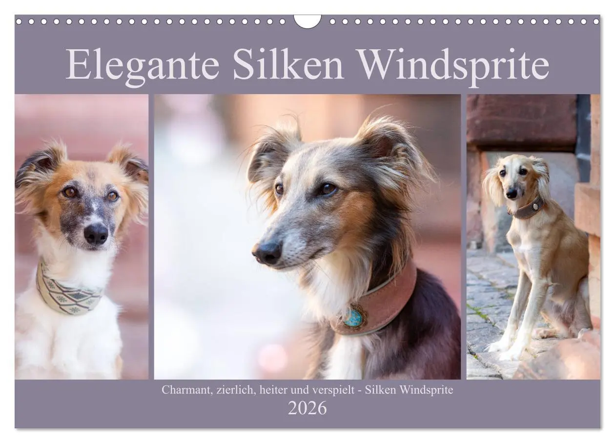 Cover: 9783457791165 | Elegante Silken Windsprite (Wandkalender 2026 DIN A3 quer),...