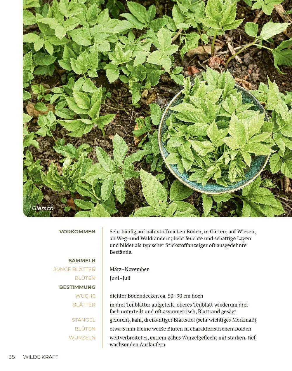 Bild: 9783910801165 | Wilde Kraft | Denise Felber | Taschenbuch | Kostbare Natur | 208 S.
