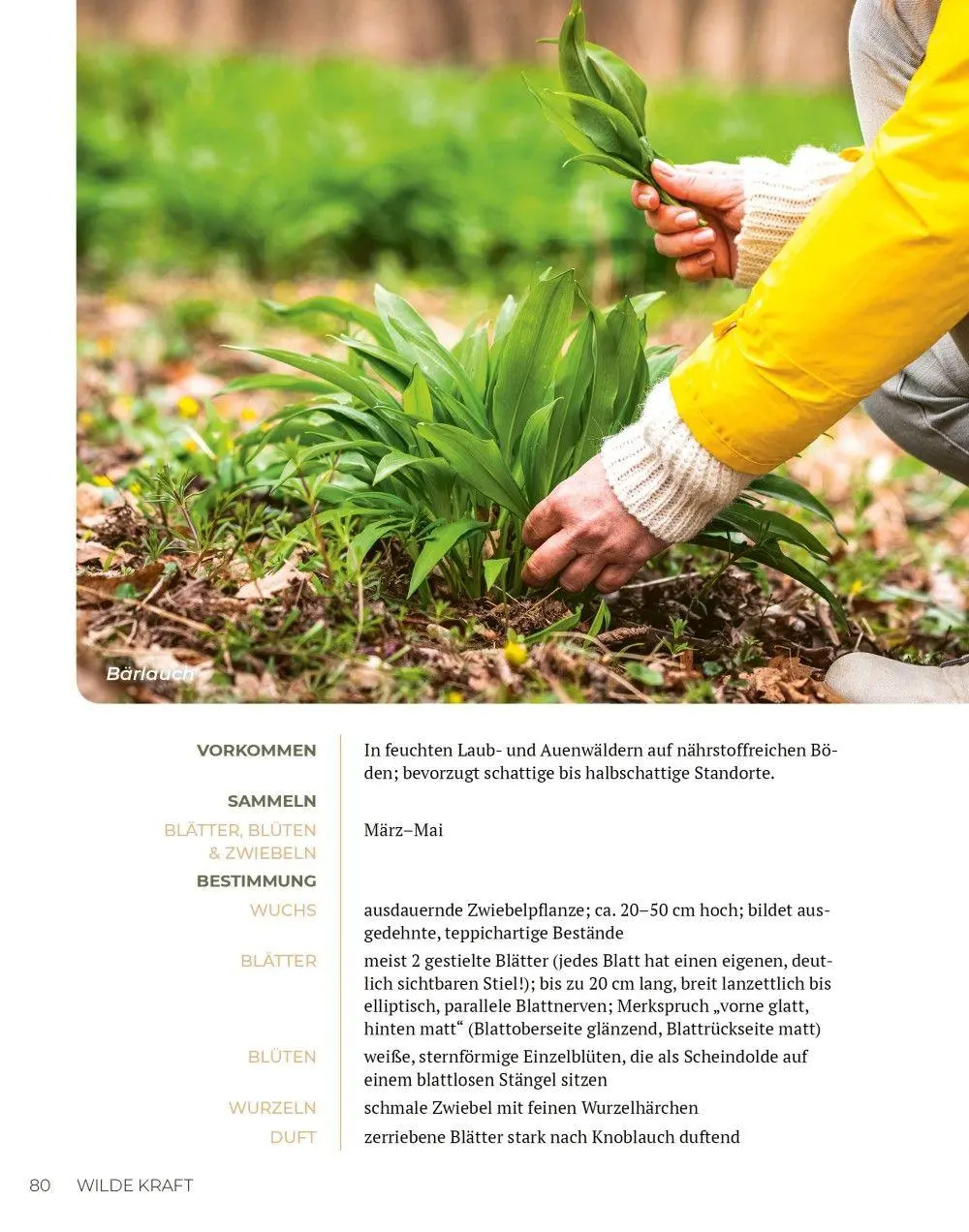 Bild: 9783910801165 | Wilde Kraft | Denise Felber | Taschenbuch | Kostbare Natur | 208 S.