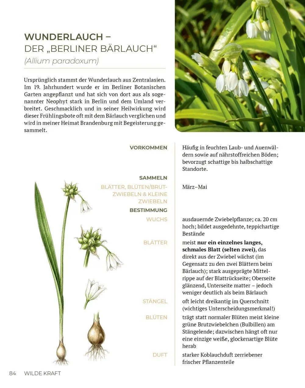 Bild: 9783910801165 | Wilde Kraft | Denise Felber | Taschenbuch | Kostbare Natur | 208 S.