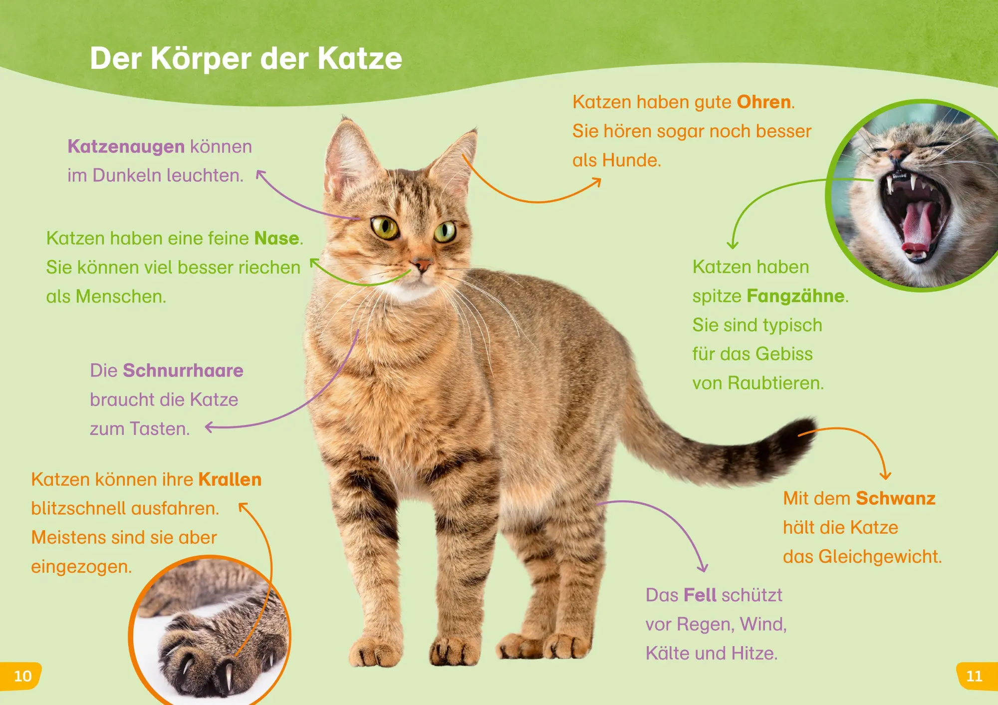 Bild: 9783788681265 | WAS IST WAS Erstes Lesen easy! Katzen - meine Lieblingstiere | Buch