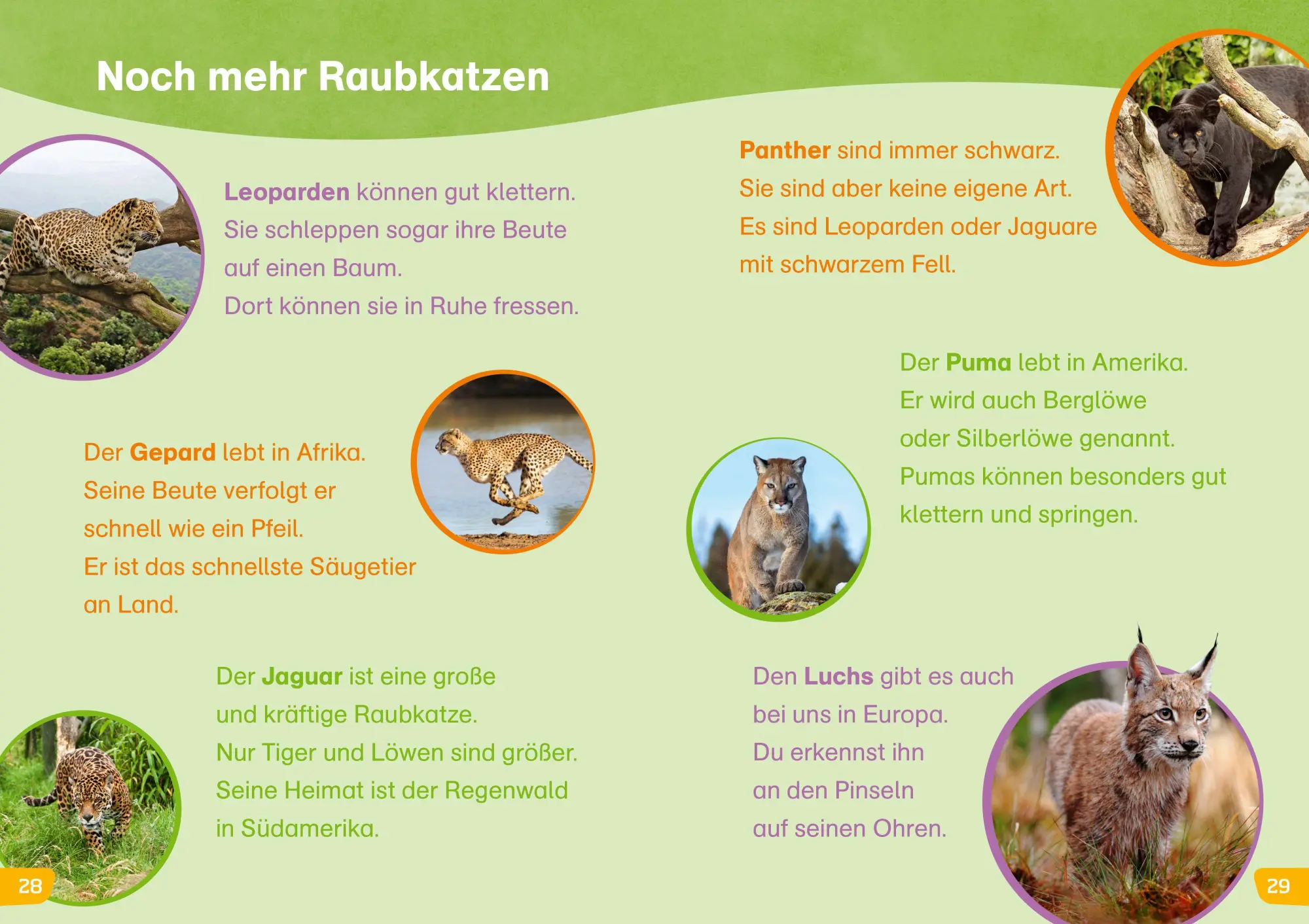 Bild: 9783788681265 | WAS IST WAS Erstes Lesen easy! Katzen - meine Lieblingstiere | Buch