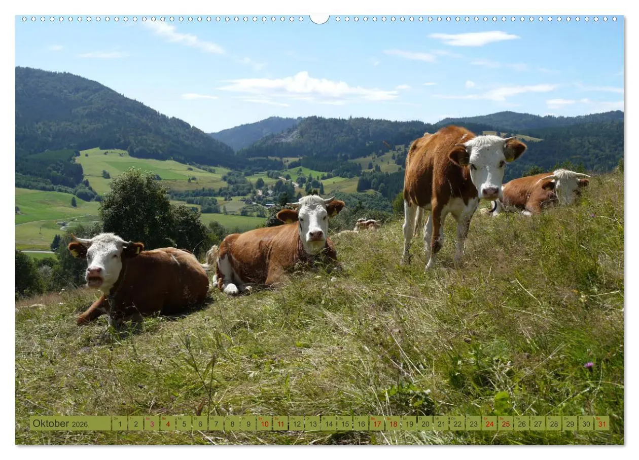 Bild: 9783457771365 | Schwarzwald-Kühe - Die Hinterwälder (hochwertiger Premium...