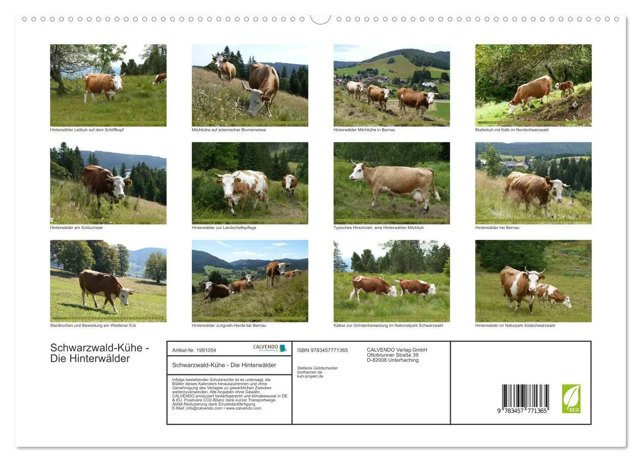 Bild: 9783457771365 | Schwarzwald-Kühe - Die Hinterwälder (hochwertiger Premium...