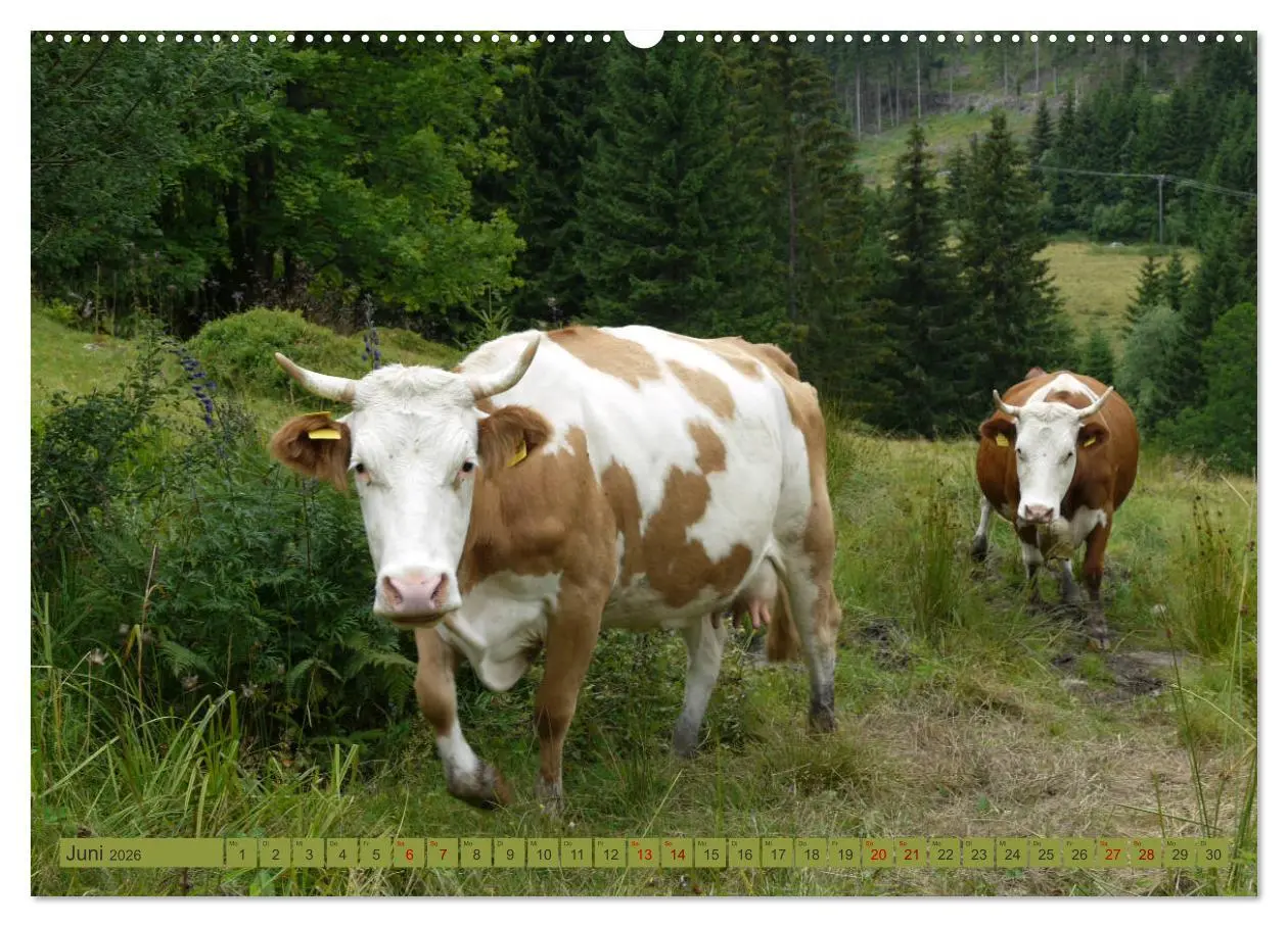 Bild: 9783457771365 | Schwarzwald-Kühe - Die Hinterwälder (hochwertiger Premium...