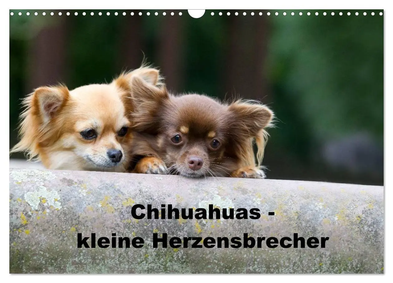 Cover: 9783516171365 | Chihuahuas - kleine Herzensbrecher (Wandkalender 2026 DIN A3 quer),...