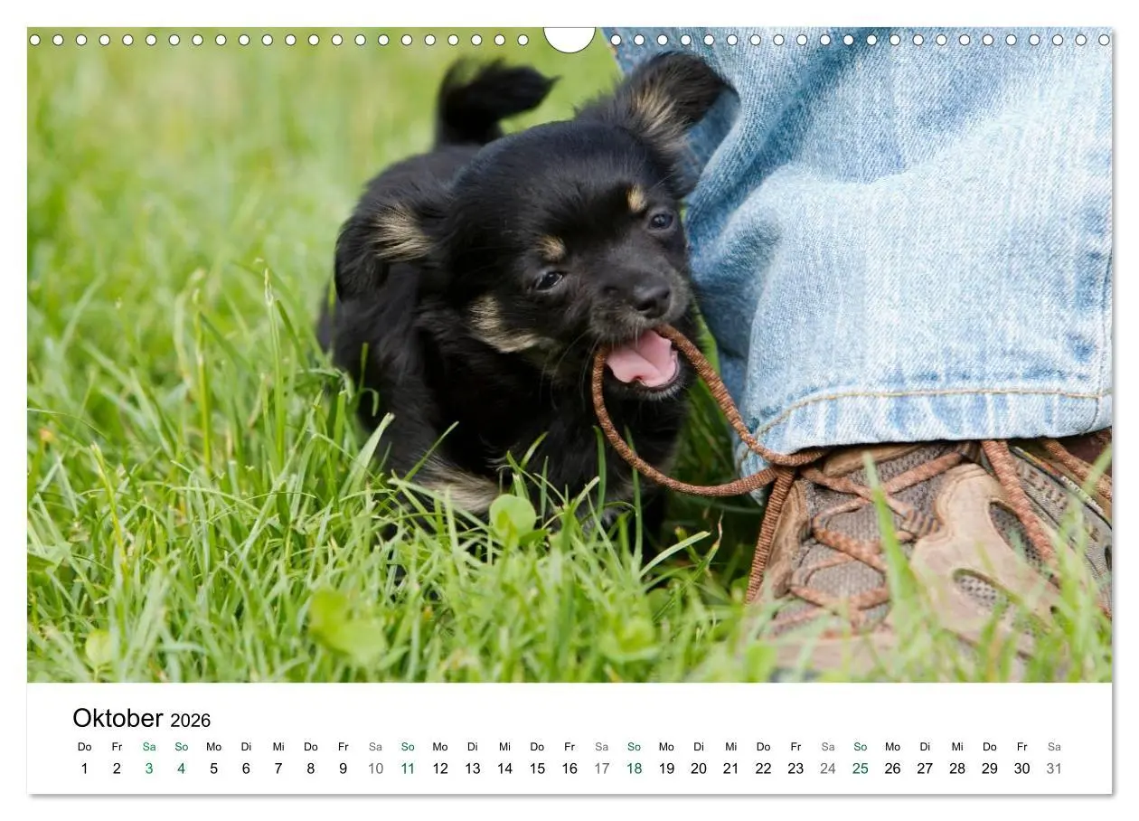 Bild: 9783516171365 | Chihuahuas - kleine Herzensbrecher (Wandkalender 2026 DIN A3 quer),...