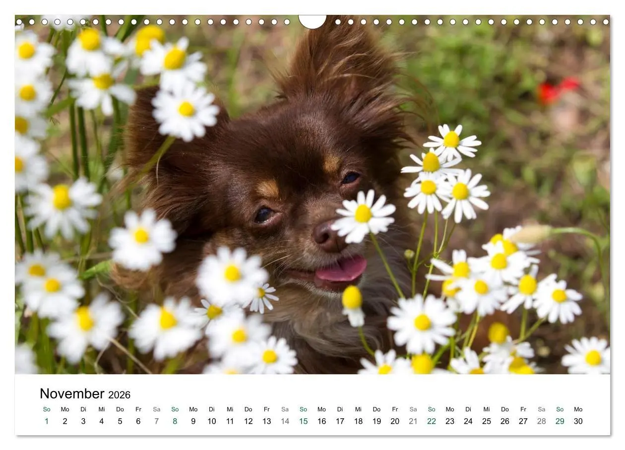 Bild: 9783516171365 | Chihuahuas - kleine Herzensbrecher (Wandkalender 2026 DIN A3 quer),...