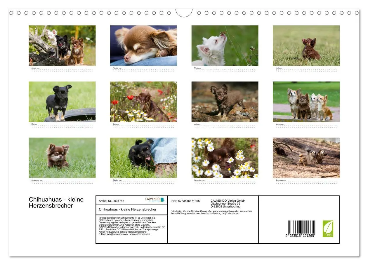 Bild: 9783516171365 | Chihuahuas - kleine Herzensbrecher (Wandkalender 2026 DIN A3 quer),...