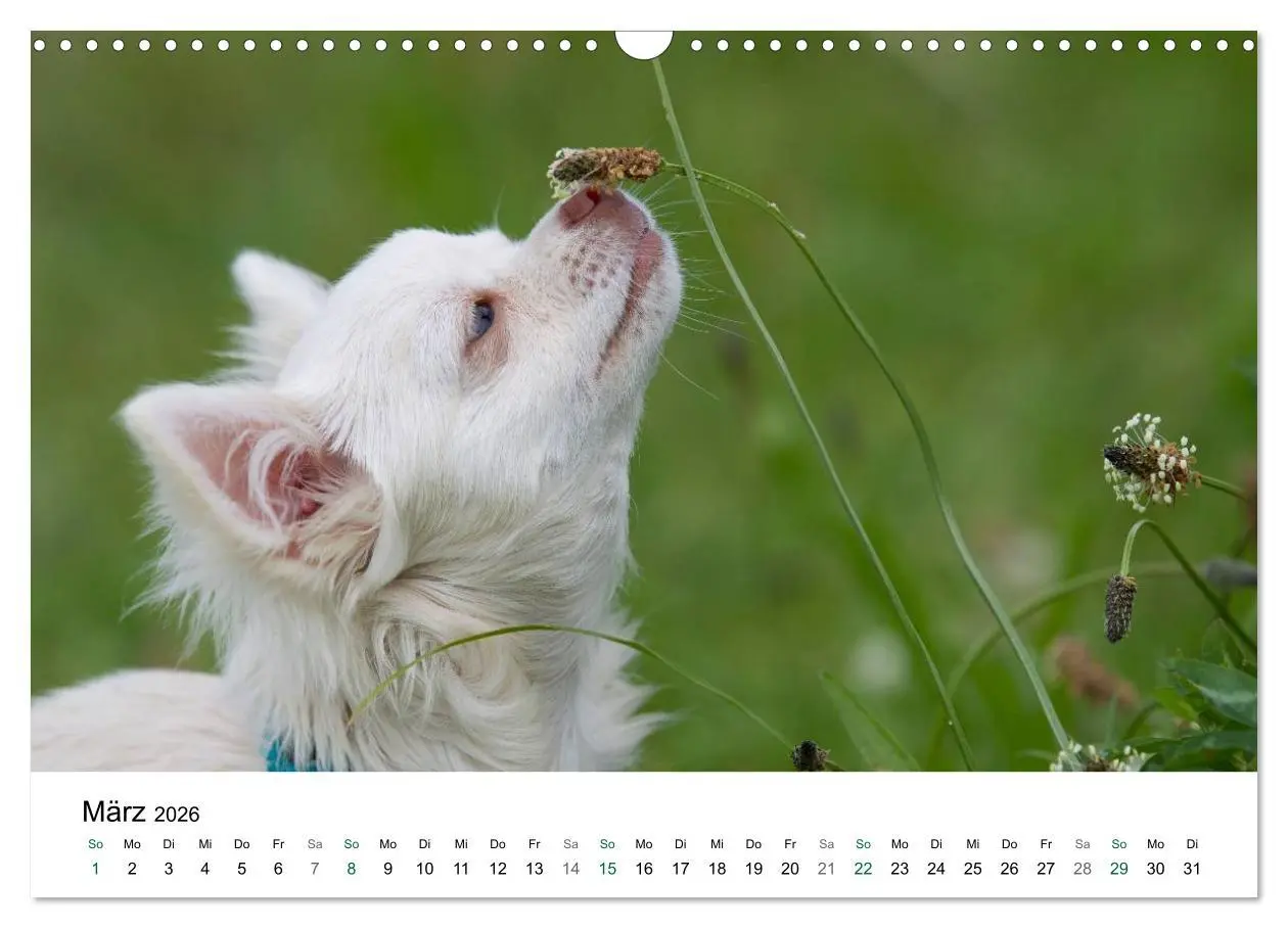 Bild: 9783516171365 | Chihuahuas - kleine Herzensbrecher (Wandkalender 2026 DIN A3 quer),...