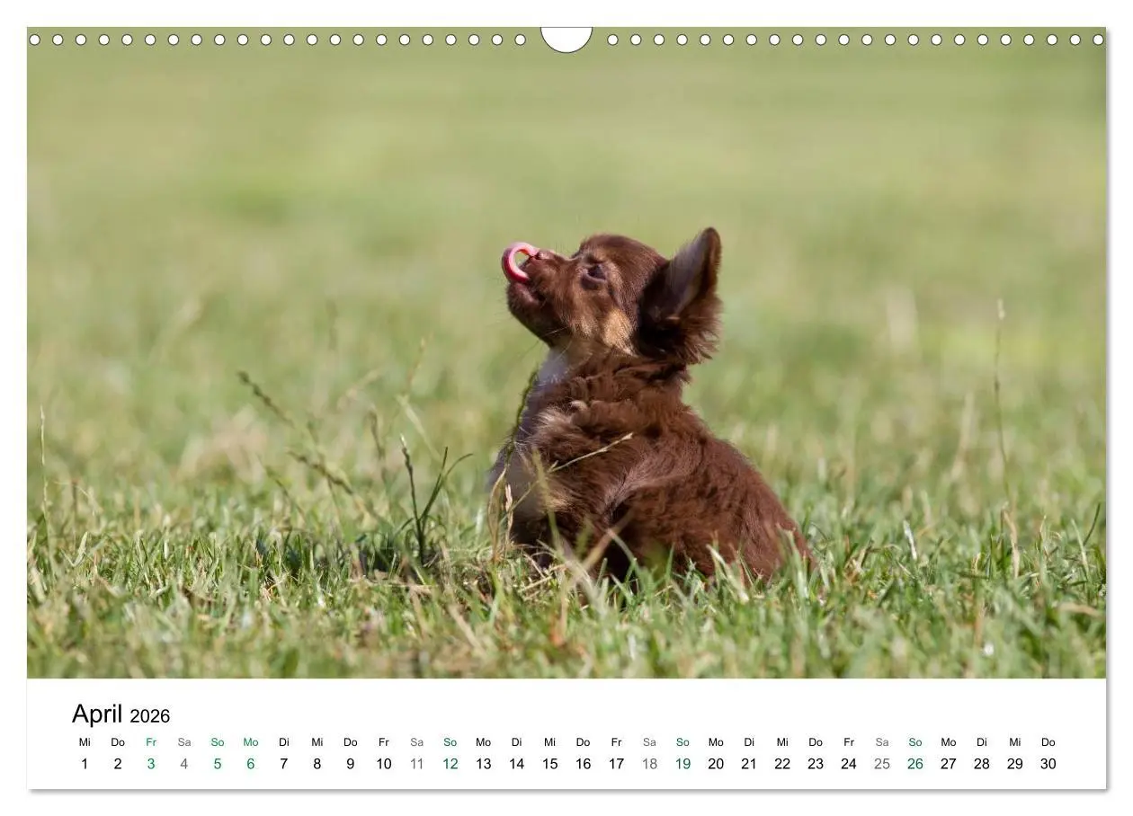 Bild: 9783516171365 | Chihuahuas - kleine Herzensbrecher (Wandkalender 2026 DIN A3 quer),...