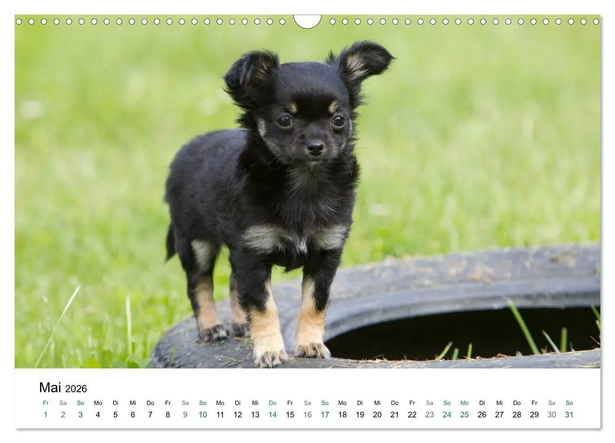 Bild: 9783516171365 | Chihuahuas - kleine Herzensbrecher (Wandkalender 2026 DIN A3 quer),...