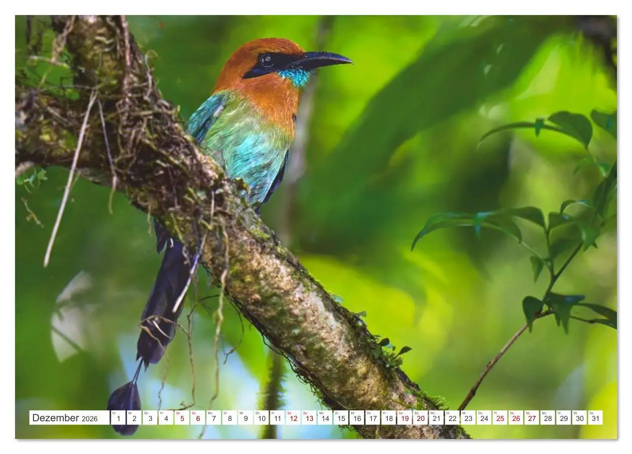 Bild: 9783516621365 | Costa Ricas gefiederte Pracht (Tischkalender 2026 DIN A5 quer),...