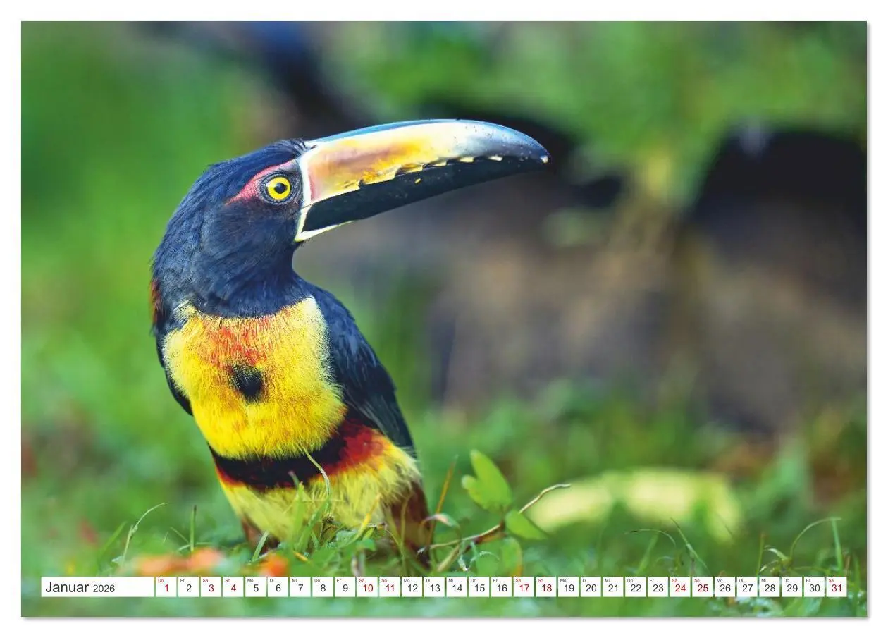 Bild: 9783516621365 | Costa Ricas gefiederte Pracht (Tischkalender 2026 DIN A5 quer),...