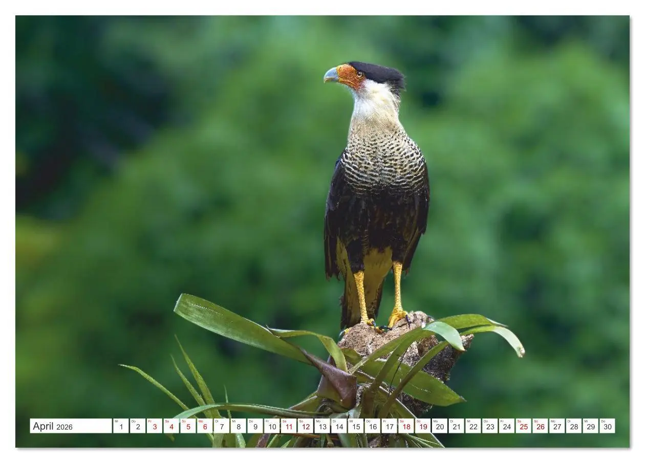 Bild: 9783516621365 | Costa Ricas gefiederte Pracht (Tischkalender 2026 DIN A5 quer),...