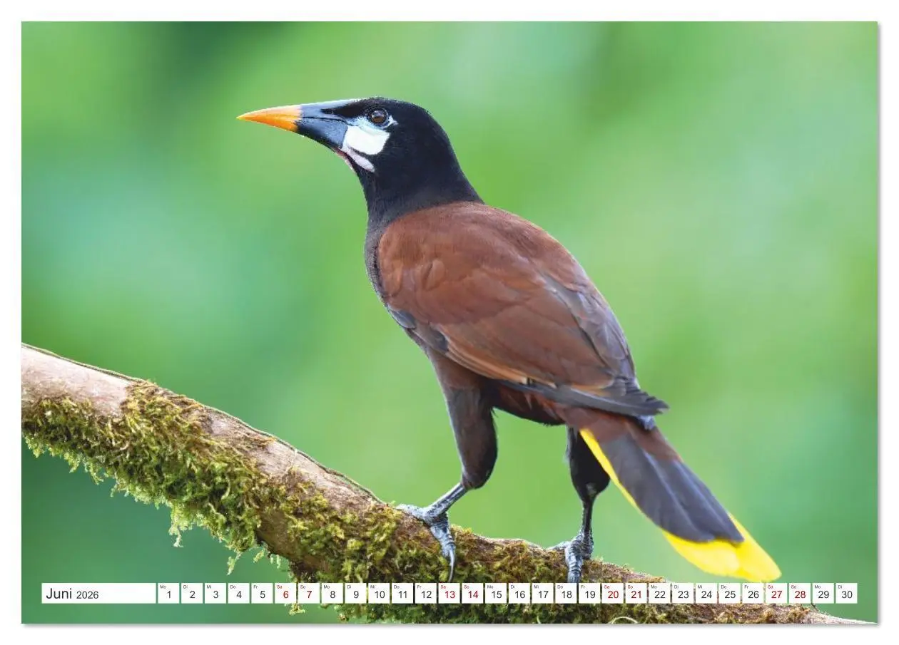 Bild: 9783516621365 | Costa Ricas gefiederte Pracht (Tischkalender 2026 DIN A5 quer),...
