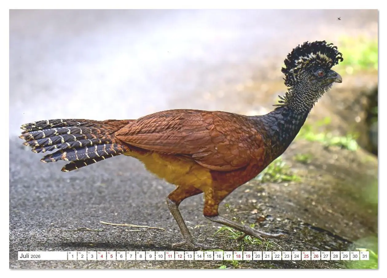 Bild: 9783516621365 | Costa Ricas gefiederte Pracht (Tischkalender 2026 DIN A5 quer),...