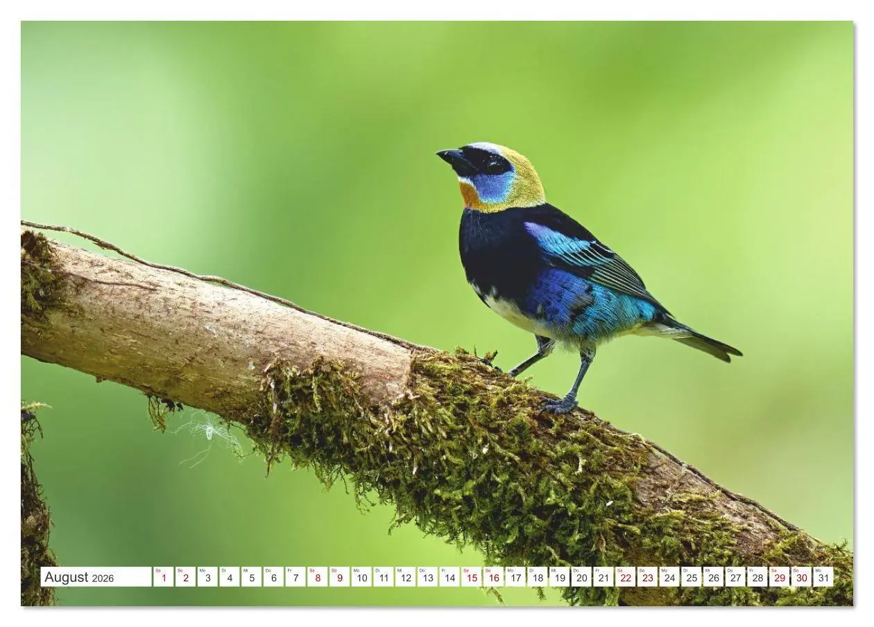 Bild: 9783516621365 | Costa Ricas gefiederte Pracht (Tischkalender 2026 DIN A5 quer),...