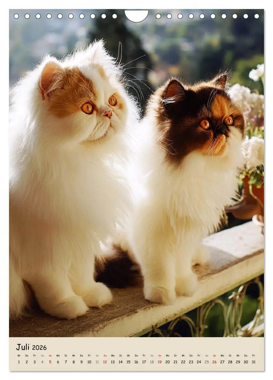 Bild: 9783457991565 | Perserkatzen. Zauberhafte Langhaar-Divas in Szene gesetzt...