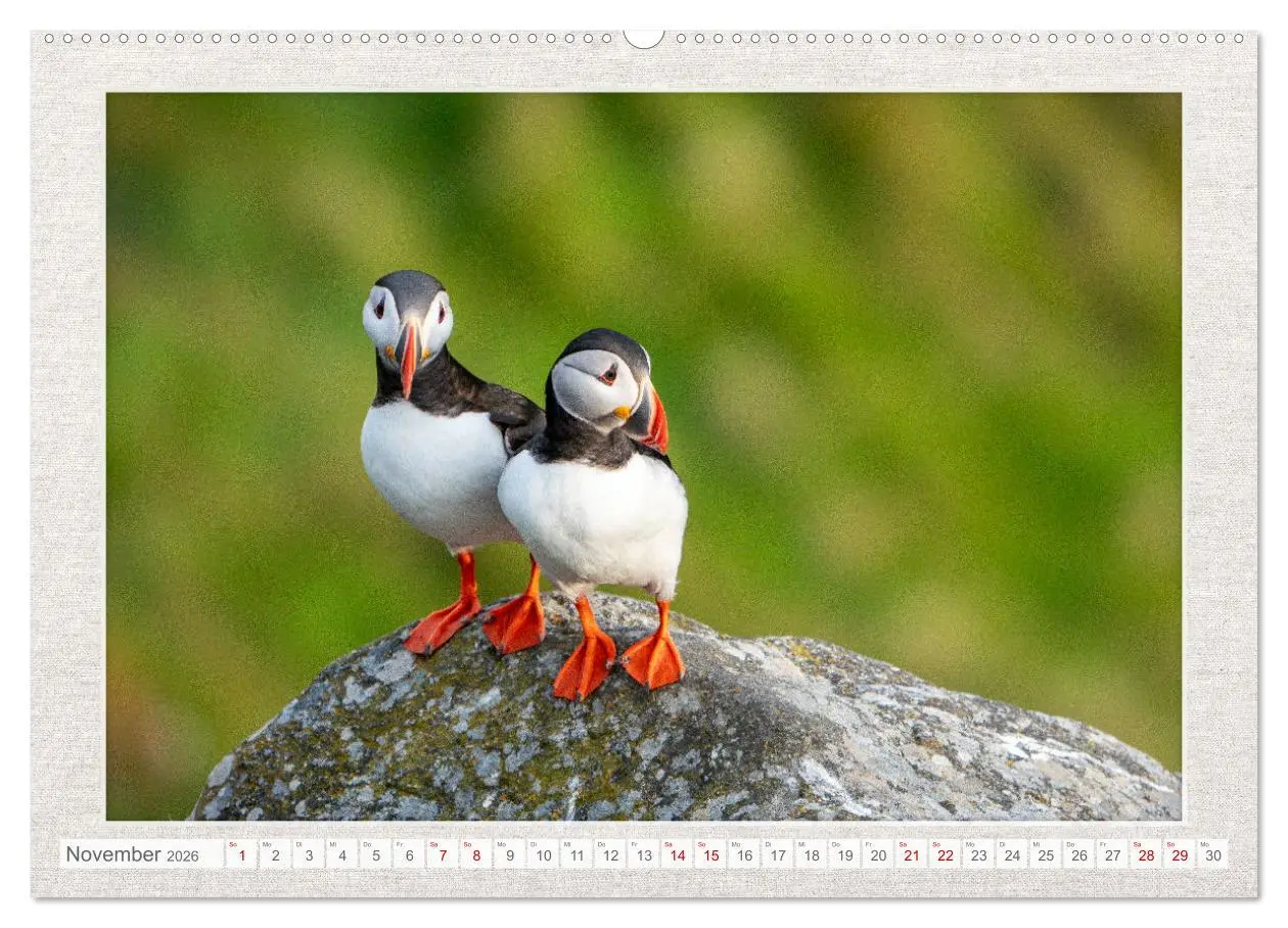 Bild: 9783457501665 | Die kleinen schönen (hochwertiger Premium Wandkalender 2026 DIN A2...