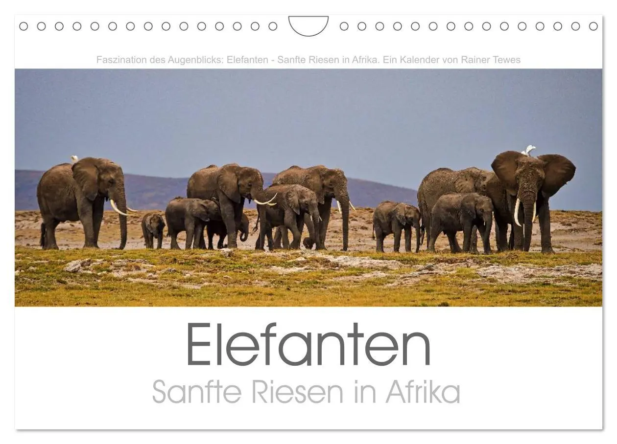 Cover: 9783457981665 | Elefanten - Sanfte Riesen in Afrika (Wandkalender 2026 DIN A4...