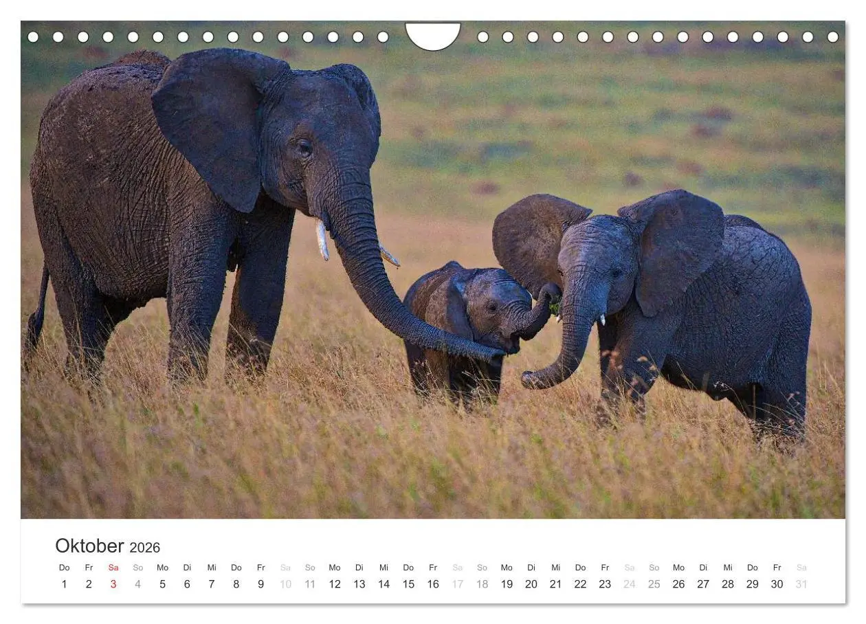 Bild: 9783457981665 | Elefanten - Sanfte Riesen in Afrika (Wandkalender 2026 DIN A4...
