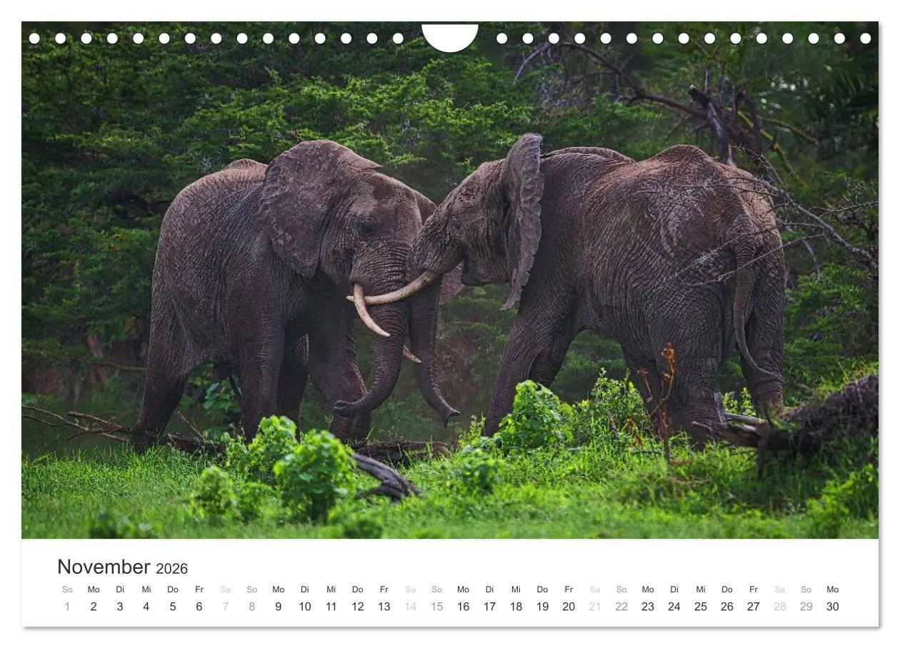 Bild: 9783457981665 | Elefanten - Sanfte Riesen in Afrika (Wandkalender 2026 DIN A4...