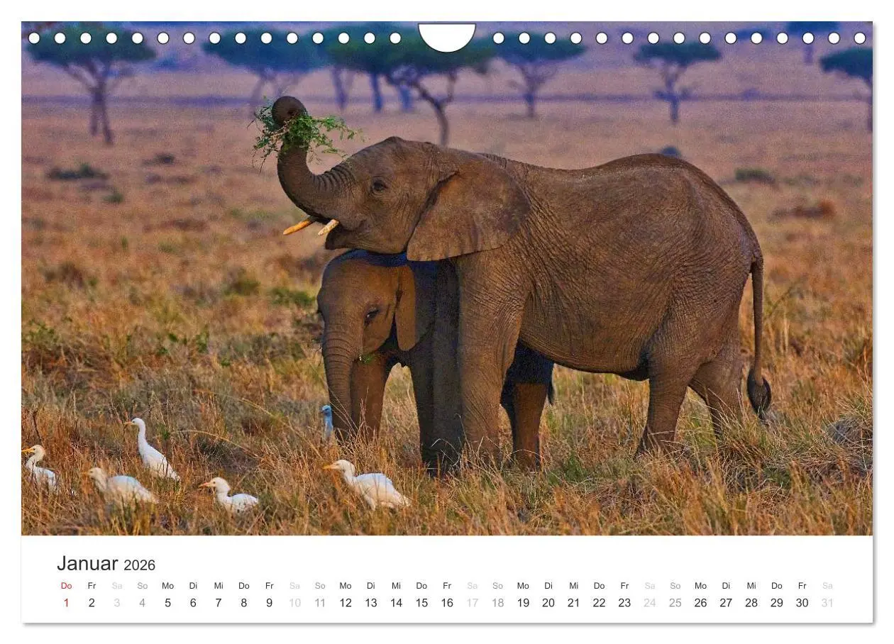 Bild: 9783457981665 | Elefanten - Sanfte Riesen in Afrika (Wandkalender 2026 DIN A4...