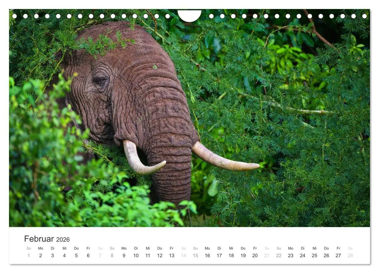 Bild: 9783457981665 | Elefanten - Sanfte Riesen in Afrika (Wandkalender 2026 DIN A4...