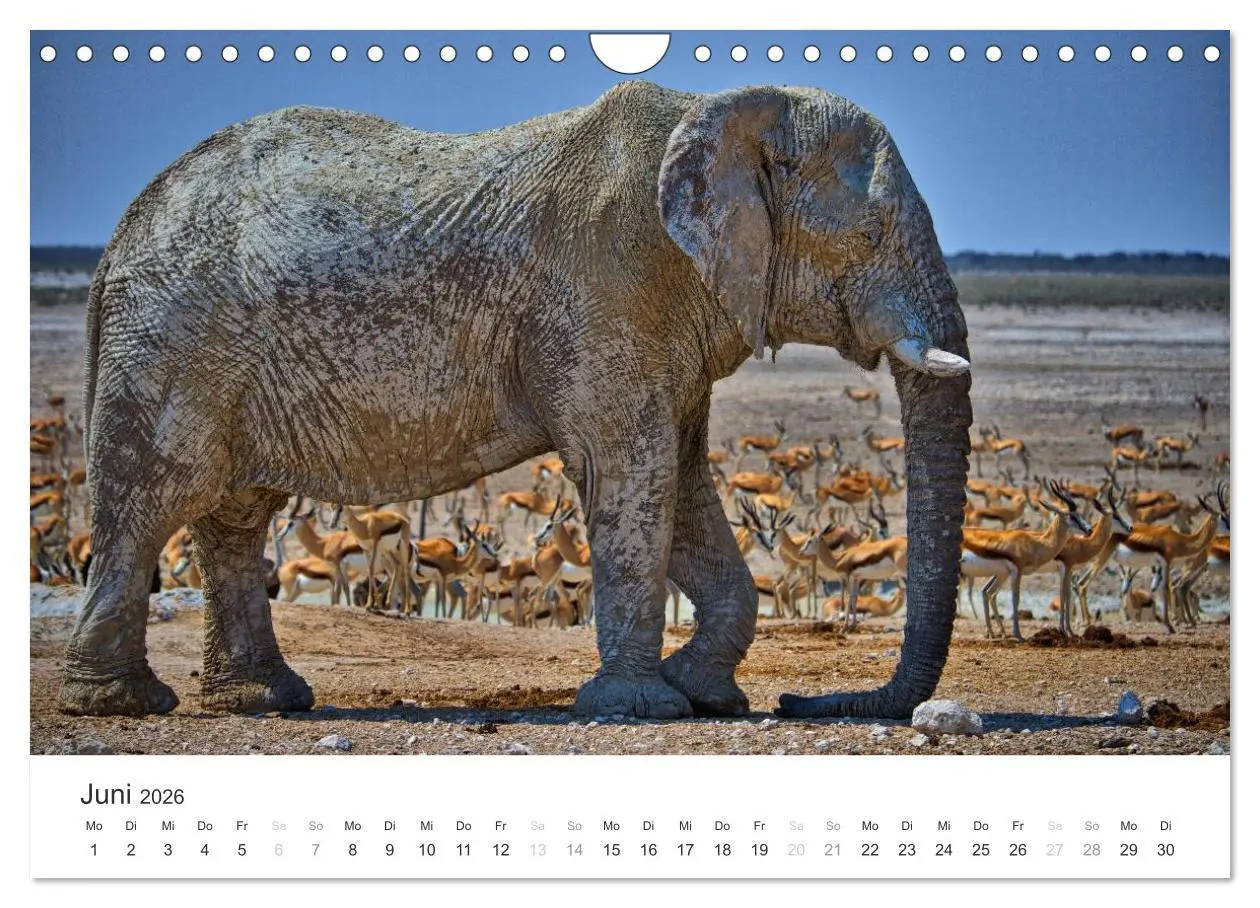 Bild: 9783457981665 | Elefanten - Sanfte Riesen in Afrika (Wandkalender 2026 DIN A4...