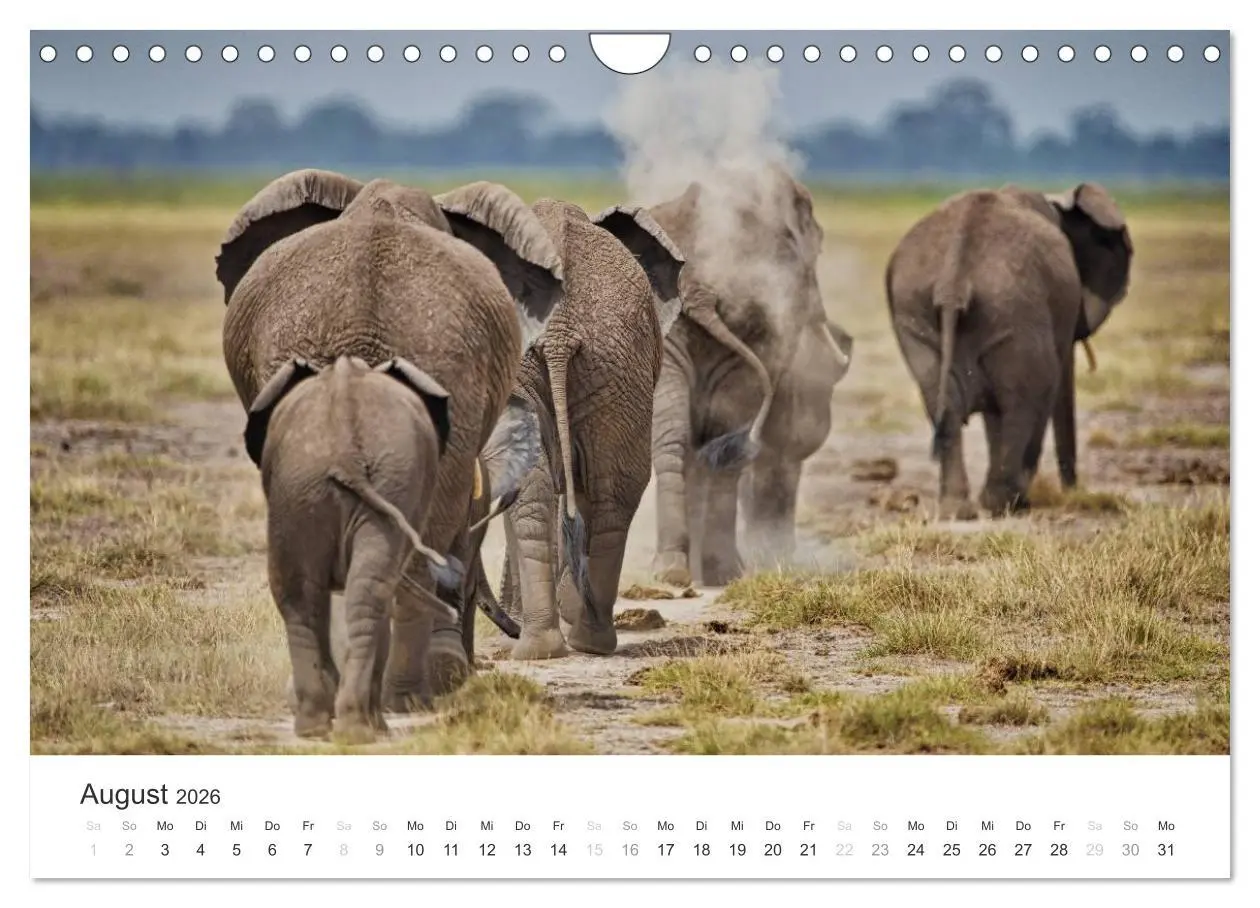Bild: 9783457981665 | Elefanten - Sanfte Riesen in Afrika (Wandkalender 2026 DIN A4...