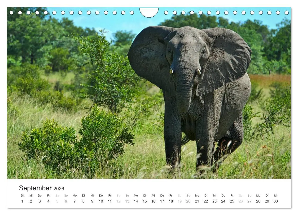 Bild: 9783457981665 | Elefanten - Sanfte Riesen in Afrika (Wandkalender 2026 DIN A4...