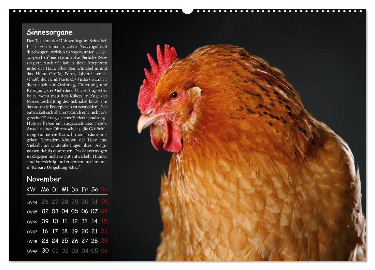 Bild: 9783516691665 | Von der Einzigartigkeit der Hühner 2026 (Wandkalender 2026 DIN A2...