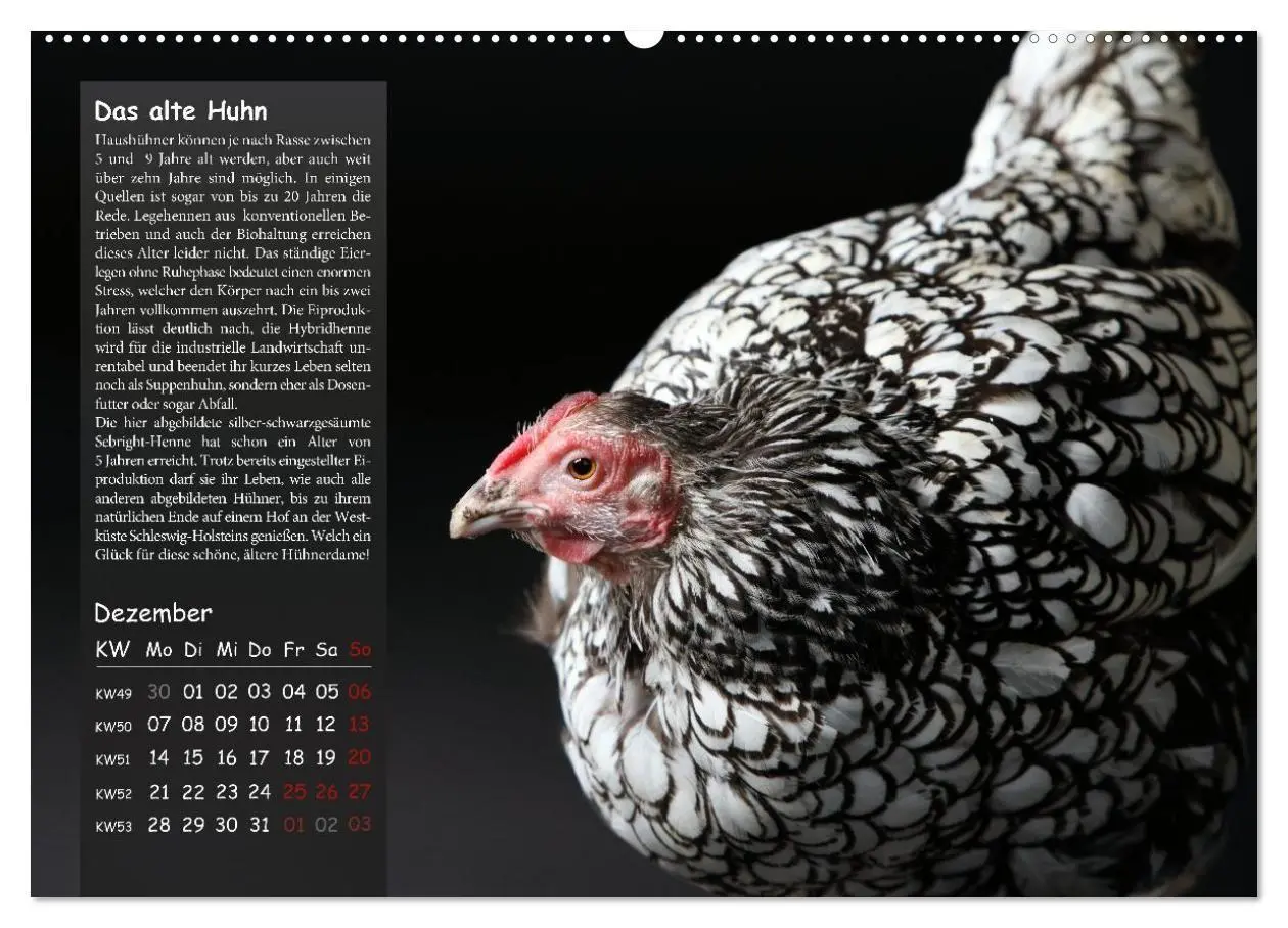Bild: 9783516691665 | Von der Einzigartigkeit der Hühner 2026 (Wandkalender 2026 DIN A2...