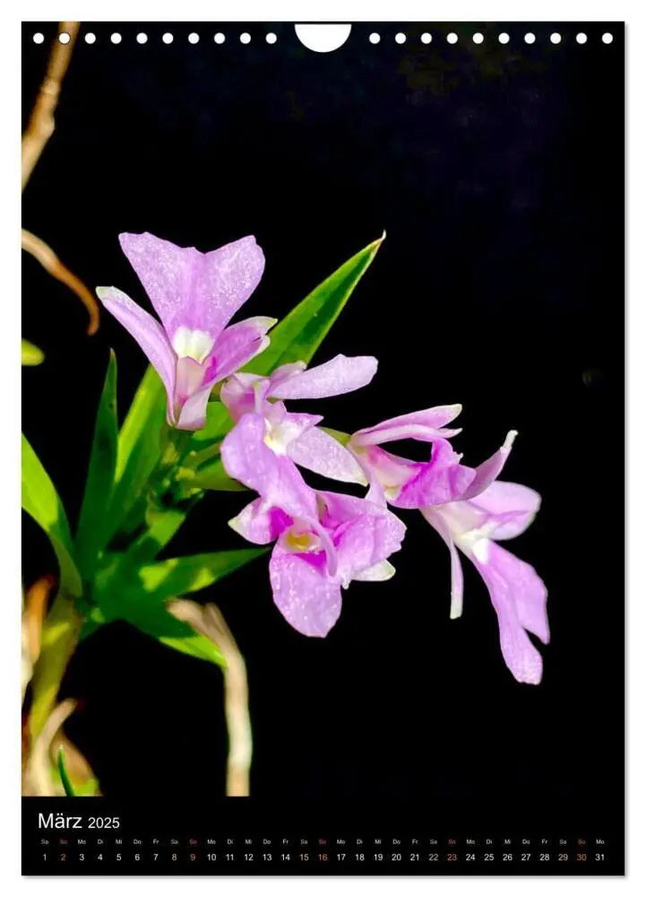 Bild: 9783435881765 | Orchideen - Exoten im Wohnzimmer (Wandkalender 2025 DIN A4 hoch),...