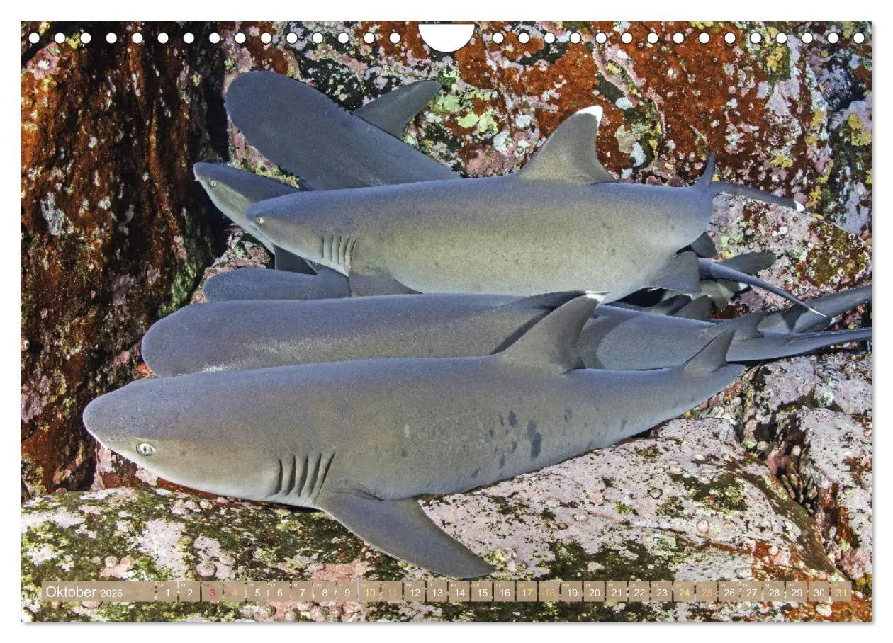 Bild: 9783457351765 | Fischparadies Riff (Wandkalender 2026 DIN A4 quer), CALVENDO...