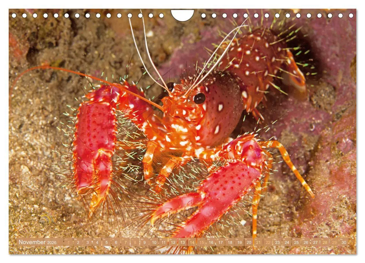 Bild: 9783457351765 | Fischparadies Riff (Wandkalender 2026 DIN A4 quer), CALVENDO...