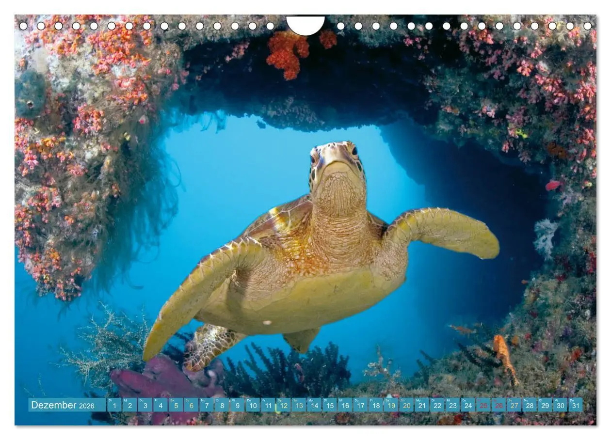 Bild: 9783457351765 | Fischparadies Riff (Wandkalender 2026 DIN A4 quer), CALVENDO...