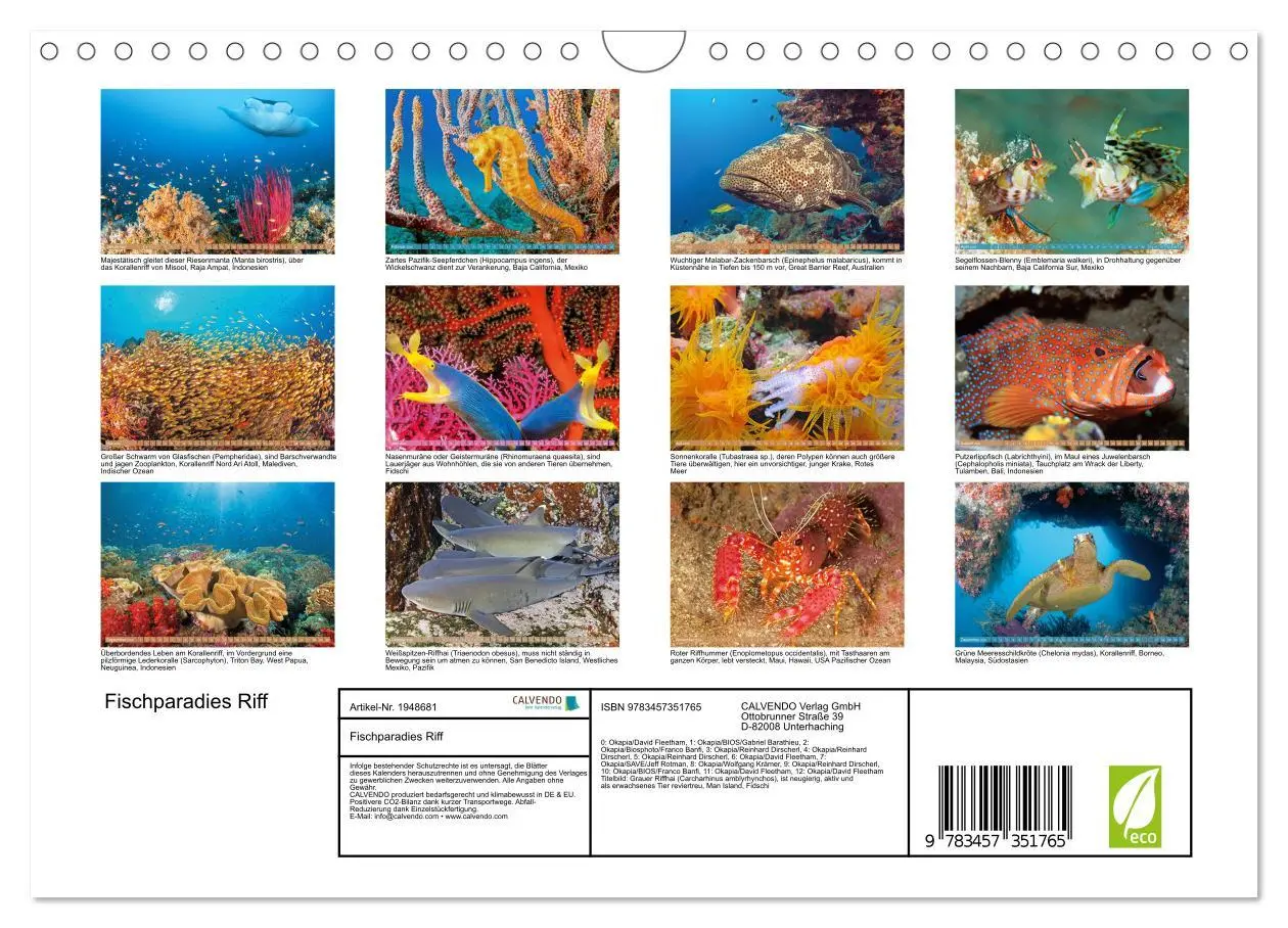 Bild: 9783457351765 | Fischparadies Riff (Wandkalender 2026 DIN A4 quer), CALVENDO...