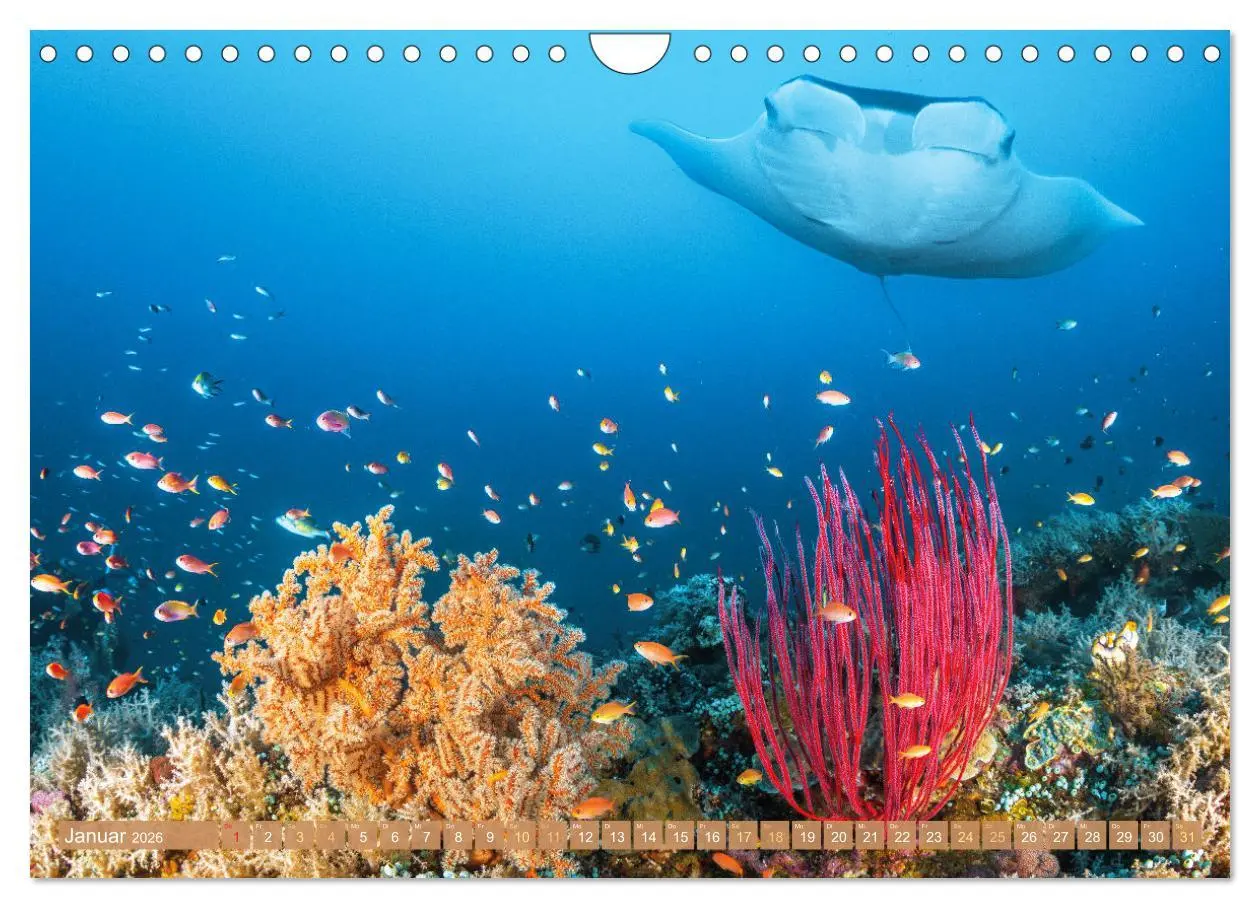 Bild: 9783457351765 | Fischparadies Riff (Wandkalender 2026 DIN A4 quer), CALVENDO...