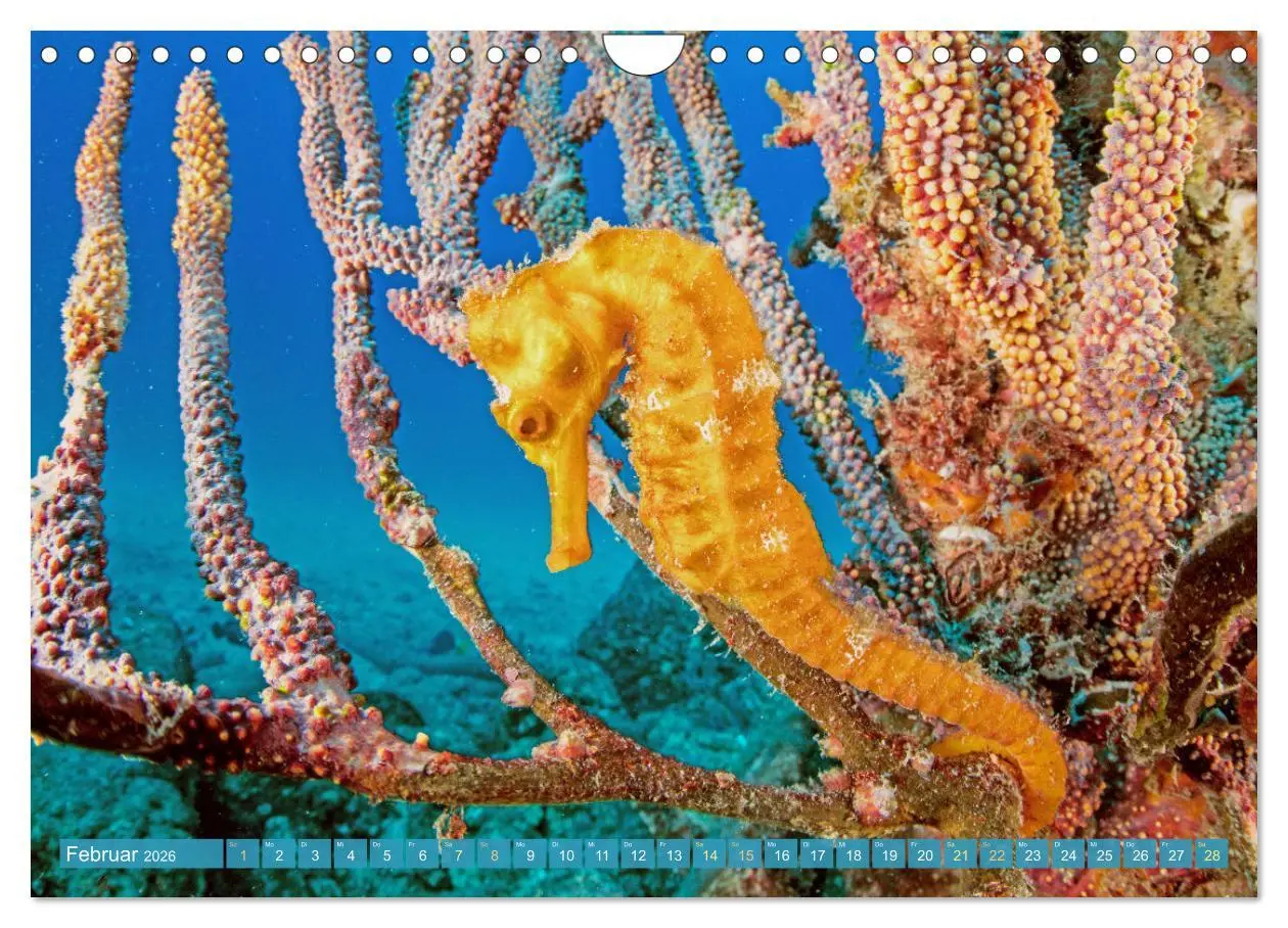 Bild: 9783457351765 | Fischparadies Riff (Wandkalender 2026 DIN A4 quer), CALVENDO...
